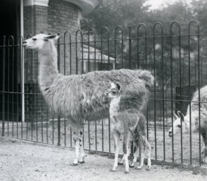 Una cría de llama con su madre en el zoológico de Londres, 1926 de Frederick William Bond