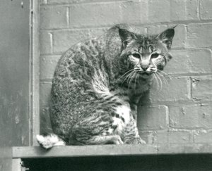Un lince rojo mirando hacia abajo desde un saliente, en su recinto, Zoológico de Londres, marzo de 1925