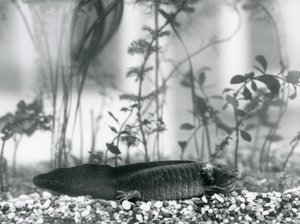 Un Axolote Negro/Salamandra Mexicana descansando sobre grava en el fondo de un tanque en el Zoológico de Londres en 1928 de Frederick William Bond
