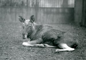 Alce macho mostrando las cicatrices de sus astas recién caídas, acostado en el Zoológico de Londres, enero 1926