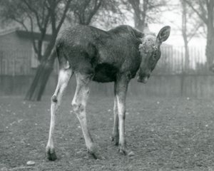 Alce macho con heridas de astas recién caídas, de pie en el Zoológico de Londres, enero 1926 de Frederick William Bond