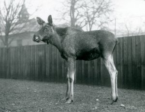 Alce macho con heridas de astas recién caídas, de pie en el Zoológico de Londres, enero 1926