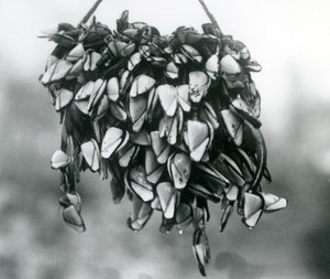 Un grupo de percebes pelágicos colgando de una cuerda fuera del agua, Zoológico de Londres, marzo de 1925 de Frederick William Bond