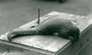Un pangolín chino en peligro crítico asomándose sobre el borde de la caja de madera en la que está sentado, Zoológico de Londres, julio de 1925