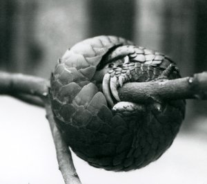 Un pangolín chino en peligro crítico descansando, enrollado alrededor de una rama horizontal, Zoológico de Londres, antes de 1930