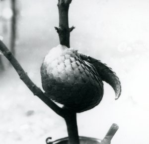 Un pangolín chino en peligro crítico de extinción descansando, enrollado alrededor de una rama vertical, Zoológico de Londres, julio de 1925