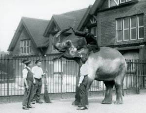 Un Elefante Indio decorado, con tres cuidadores y entrenador, fuera de la Casa del Elefante en el Zoológico de Londres en 1927 de Frederick William Bond