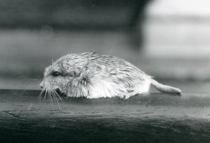 Un gerbo de cola gorda / duprasi, Zoológico de Londres, julio de 1925 (foto en blanco y negro) de Frederick William Bond