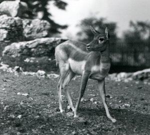 Una hembra de Blackbuck en el zoológico de Londres en 1924 de Frederick William Bond