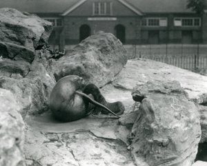 Una leona de California acostada en una terraza rocosa, mientras alimenta a su cría, Zoológico de Londres, julio de 1925 de Frederick William Bond