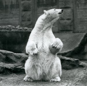 Una osa polar sentada en sus cuartos traseros en las terrazas Mappin en el Zoológico de Londres en septiembre de 1928 de Frederick William Bond
