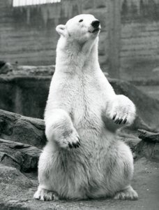 Una osa polar sentada en sus cuartos traseros en las terrazas Mappin en el Zoológico de Londres en septiembre de 1928 de Frederick William Bond