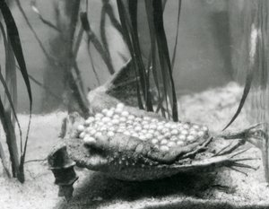 Una rana de Surinam hembra con sus huevos incrustados en la piel de su espalda, Zoológico de Londres de Frederick William Bond