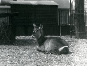Antílope acuático hembra en su recinto en el Zoológico de Londres, junio de 1924 de Frederick William Bond