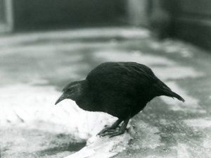 Una gallina weka maorí sin vuelo en el Zoológico de Londres en 1927 de Frederick William Bond