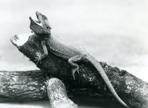 Un dragón barbudo con la boca abierta aferrado a un tronco, Zoológico de Londres, agosto de 1928 de Frederick William Bond