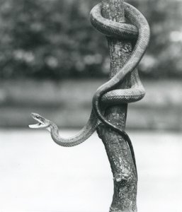 Una serpiente rata de Texas enrollada alrededor de una rama vertical en el Zoológico de Londres en agosto de 1928 (foto en blanco y negro) de Frederick William Bond