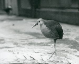 Un rascón de cuello gris o rascón de capucha gris (Aramides cajaneus) de pie sobre una pierna en el Zoológico de Londres en septiembre de 1927