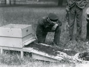 Un grupo de cuidadores, incluido Brown, moviendo un enjambre de abejas, Zoológico de Londres, julio de 1926 de Frederick William Bond