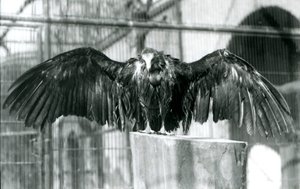 Un buitre encapuchado, de pie sobre un tronco con las alas extendidas, disfrutando de una lluvia de abril en el Zoológico de Londres, antes de 1930