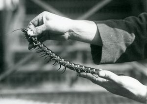 Un cuidador sosteniendo un ciempiés gigante en sus manos, Zoológico de Londres, 1927 de Frederick William Bond
