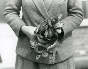 Un cuidador sosteniendo un nudo de jóvenes Pitones Reales en el Zoológico de Londres en 1931