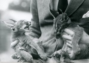 Un Guardián Sosteniendo un Par de Gatitos de Caracal en su Regazo, Zoológico de Londres, 1924