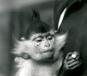 Un cuidador sostiene a Freckles, un mangabey crestado negro o del Congo, Zoológico de Londres, 1924 de Frederick William Bond