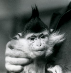 Un cuidador sostiene a Freckles, un Mangabey Crestado Negro o del Congo, Zoológico de Londres, 1924 de Frederick William Bond