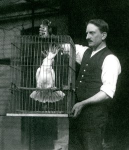 Un cuidador sostiene un Cacatúa de Cresta de Azufre, Jade, en su jaula en el Zoológico de Londres en octubre de 1924