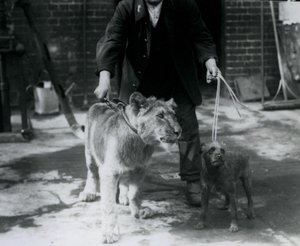Un cuidador paseando a un Terrier irlandés y un joven león con correas, Zoológico de Londres, septiembre de 1925 de Frederick William Bond