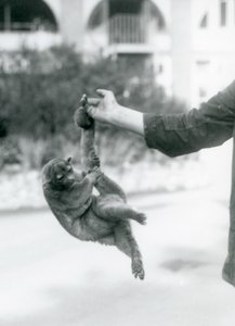 Un kinkajú suspendido del dedo de un cuidador por su cola prensil, Zoológico de Londres, septiembre de 1925 de Frederick William Bond