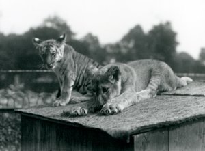 Un león y un cachorro de tigre sentados juntos en el techo de su guarida, Zoológico de Londres, septiembre de 1925 de Frederick William Bond