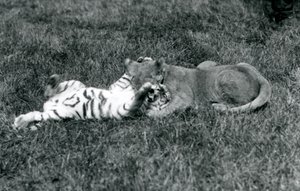 Un cachorro de león y un cachorro de tigre luchan en el césped, Zoológico de Londres, septiembre de 1925