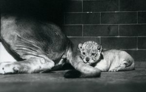 Un cachorro de león acostado detrás de la cola de su madre, Zoológico de Londres, octubre de 1925 de Frederick William Bond