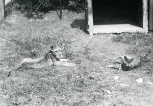 Un cachorro de león acostado en un césped, cerca de una caja de madera abierta, con un gato doméstico, Zoológico de Londres, julio de 1925