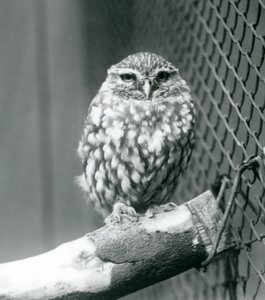 Un pequeño búho sentado en una rama junto a la malla de su recinto, Zoológico de Londres, noviembre de 1925 de Frederick William Bond