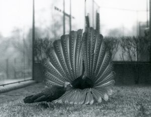 Exhibición de cortejo del faisán Argus macho, con una hembra a su lado, Zoológico de Londres, enero 1926