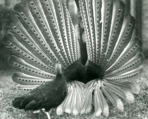 Exhibición de cortejo del faisán Argus macho, con una hembra a su lado, Zoológico de Londres, enero 1926