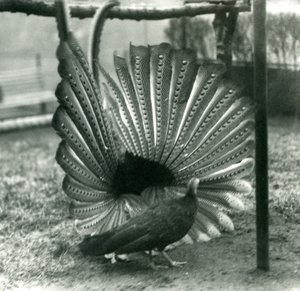 Exhibición de cortejo del faisán Argus macho, con una hembra a su lado, Zoológico de Londres, enero 1926