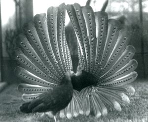 Exhibición de cortejo del faisán Argus macho, con una hembra a su lado, Zoológico de Londres, enero 1926