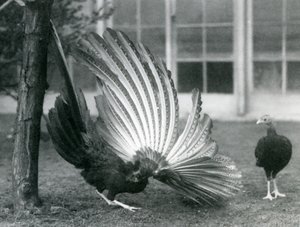 Un faisán Argus macho, o Gran Argus, mostrando sus plumas de ala y cola, mientras una hembra está frente a él, zoológico de Londres, enero de 1926