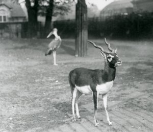 Un Blackbuck macho o Antílope Indio en un corral en el Zoológico de Londres, octubre de 1926 de Frederick William Bond