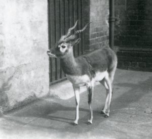 Un macho de antílope negro de pie en su recinto en el Zoológico de Londres en junio de 1925