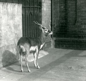 Un macho de antílope negro de pie en su recinto en el Zoológico de Londres en junio de 1925 de Frederick William Bond
