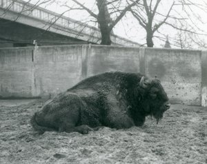 Un bisonte europeo macho tumbado en el césped en su corral en el Zoológico de Londres, 1927 de Frederick William Bond