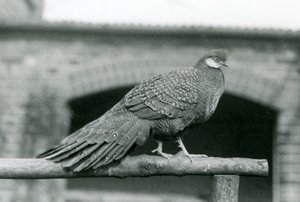 Un faisán pavo real gris macho en su percha en el Zoológico de Londres en 1931