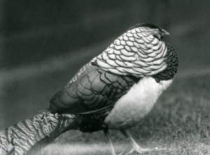 Un Faisán de Lady Amherst macho, de pie en el césped, Zoológico de Londres