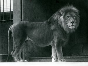 León macho en el Zoológico de Londres, junio de 1924 de Frederick William Bond