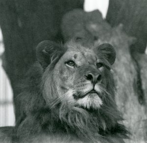 Un león macho en el zoológico de Londres en 1929 de Frederick William Bond